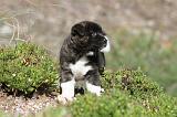 AKITA AMERICAIN 114